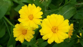 yellow Herbs Marigold flowers