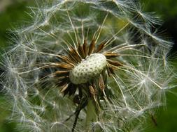 Dandelion Fluff white