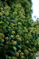 Beautiful, blossoming, yellow and green ivy, with the flowers and shiny leaves