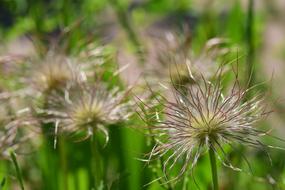 Pasque Flower Pulsatilla flowers