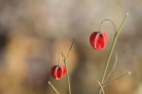 Flowers Foot Health