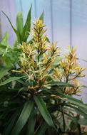 Narrow-Leaf Dracaena