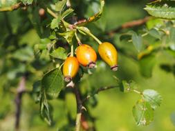 yellow rose hips on a bush in a blurry background