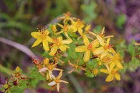 Grass Health yellow flowers