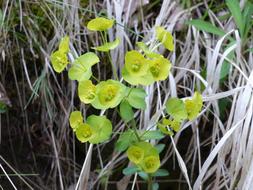 Hellebore Flower Yellow and dry