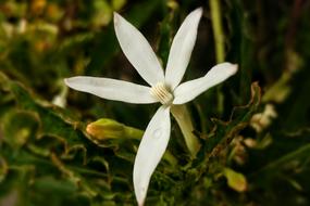 White Flower, hippobroma longiflora