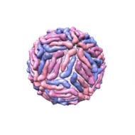 dengue virus 3d structure drawing