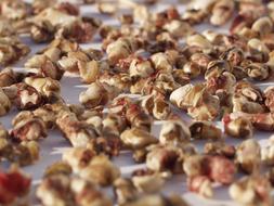 many animal teeth close up