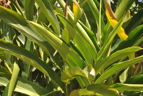 plant in nature close up