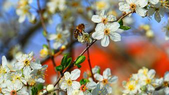 Honey Bee and white flowers close-up