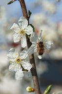 Bee Flowers Apple