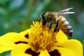 Close-up of the yellow and black bee on the beautiful, blooming, yellow and brown flower, at blurred background