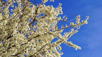 white Flowers Bee