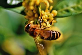 striped honey bee on yellow flower, close-up