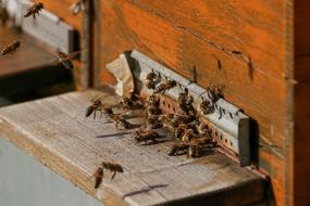 e Colonies Bees Beehive