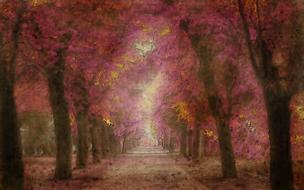 Beautiful and colorful path, in the plants with colorful leaves, in light, in autumn