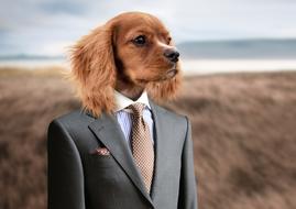 Dog Puppy in suit
