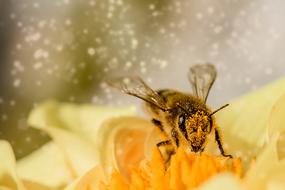 delightful small Bee Insect