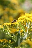 Bee on Yellow Flowers at sunny day