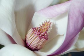 pink cute Flower