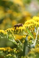 Bee, Yellow Flowers