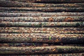 Tree Trunks Wood