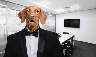 Dog Suit in Office