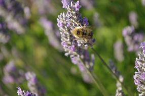Close-up of the bee, on the beautiful, purple lavender flowers, among the green grass