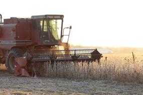 Combine, collecting beautiful soybean harvest on the field