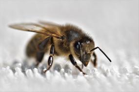 big Bee Honey Insect