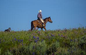 Cowboy Ranch