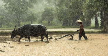 Vietnamese farmer plows a rice field with a plow