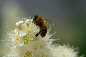 beautiful Bee Flower