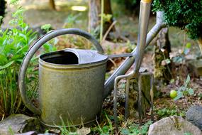 Old watering can, among the green grass in the garden, in light