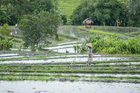 Asian farmers grow rice in the fields
