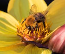 big Bee on yellow Flower