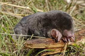 Cute and beautiful, black mole on the wood, among the green plants