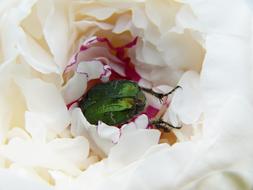 green beetle in a white peony bud