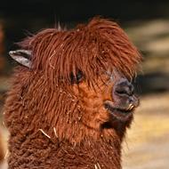 Alpaca Vicugna Paco