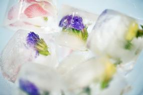 Colorful flowers in ice cubes