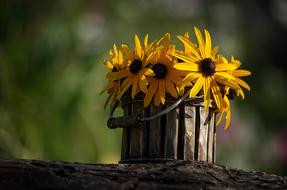 Beautiful, yellow flowers with dark cores in the wooden bucket