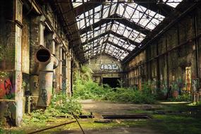 green plants in an abandoned hangar