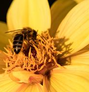 Close-up of the bee, on the beautiful, blooming, yellow and orange flower in light