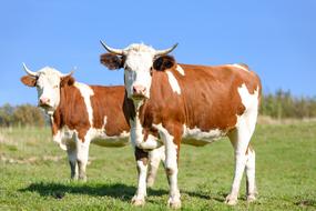 Cute brown and white cows on the green field