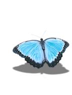 Butterfly blue nice drawing