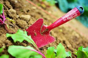 red little shovel in the garden close-up on a blurred background