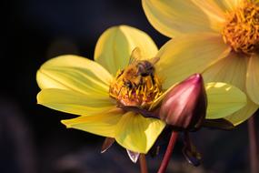 Bee Animal