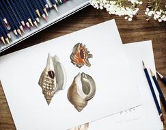 variety of seashells as a drawings on white paper