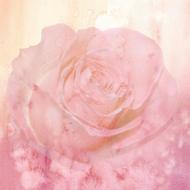 pink background with rose flower, digital art