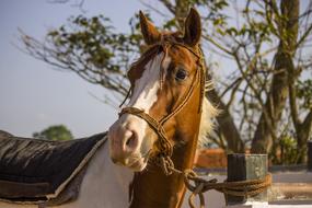Portrait of the beautiful and cute, brown and white horse on the farm, near the trees